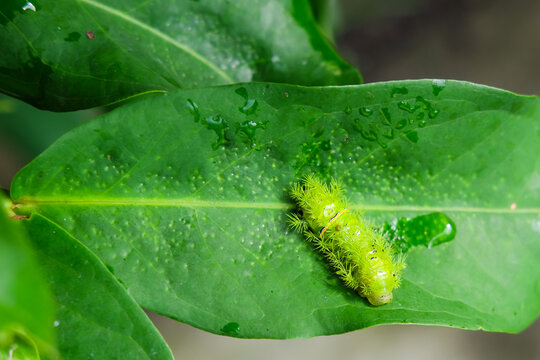 stinging nettle caterpillar, is a moth of the family Limacodidae (Uler Srengene)