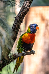 Rainbow Lorikeet sitting in a tree 