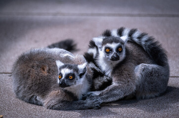 Lemurs in a sanctuary on the Gold Coast, Queensland Australia 