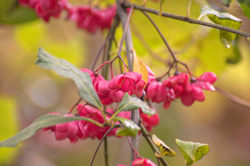 pink bloosom in autumn