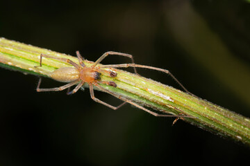 Male Sac spider, Clubiona terrestris, Pune, Maharashtra, India