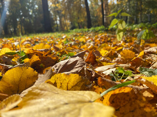 autumn leaves on the ground