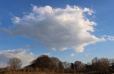 冬　空　森　風景
