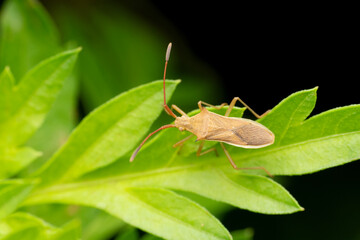 Rice ear stinkbug, Leptocorisa oratorius, Pune, Maharashtra, India