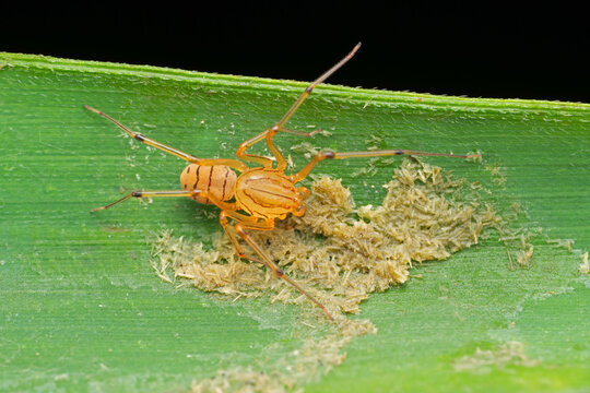 Spitting spider, Scytodes thoracica, Pune, Maharashtra, India