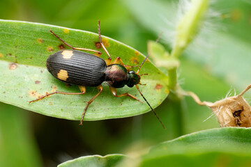 Dorsal of Ground beetle, Chlaenius boneili, Satara, Maharashtra, India