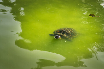 Turtle swimming in the green water in the lake at Luisenpark in Mannheim, Germany.