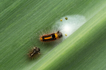 Yellow-tail, goldtail moth or swan moth caterpillar, Euproctis similis, Satara, Maharashtra, India