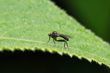 Black robberfly, Dioctria sp, Maharashtra, India