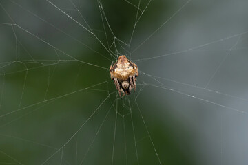 Orb weaver, Eriovixia laglaizei, Satara, Maharashtra, India