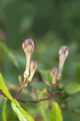 Rare flower, Ceropegia media, Satara Maharashtra, India