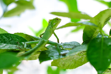 a green chameleon (Bronchocela jubata) relaxing on the leaves