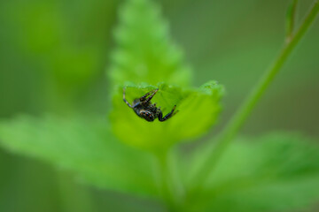 Salticidae Spider on a green leaf isolated on a blurred green background. Evarcha is a genus of spiders of the family Salticidae, a horse spider common throughout the world. Selective focus close-up