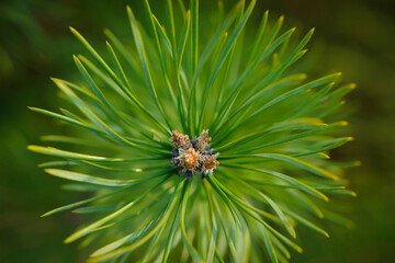 Fototapeta premium green pine needles background texture. Macro of beautiful long green needles of Austrian pine. The original texture of natural greenery. Pine branch with sharp pine needles as christmas background