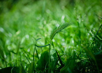 green spikelet in the grass. tender beautiful green spikelets in the field, green grass close-up, natural summer background of green grass, beautiful bokeh, blurred spring background