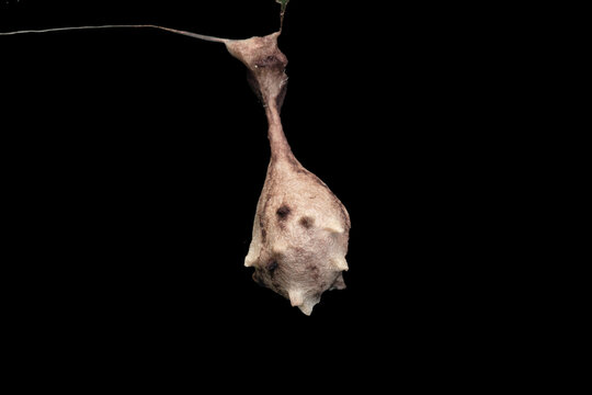 Egg sack of Bolas spider, Ordgarius monstrosus, Satara, Maharashtra, India