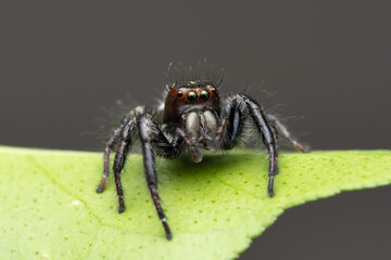Male Jumping spider, Carhottus viddus, salticidae, Satara, Maharashtra, India