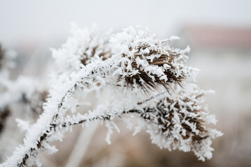 Obraz premium The first snow in the plains of Vojvodina. Novi Sad, Serbia 