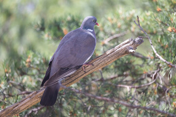 The common wood pigeon (Columba palumbus) is a large species in the dove and pigeon family.