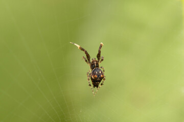 Male mesh weaver spider, Uloborus plumipes, uloboridae, Satara, Maharashtra, India
