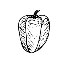 Vegetable bell pepper, vector illustration, hand drawing sketch