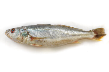 Fresh Silver Croaker Fish Isolated on White Background.Selective Focus.