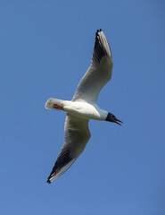 The black-headed gull (Chroicocephalus ridibundus) is a small gull.