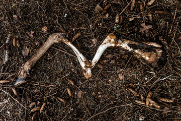 bones of a deer leg