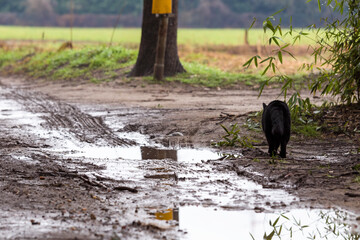 Adorable black cat in relax on a country road with puddle