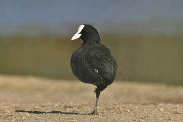 Common coot standing on the one leg