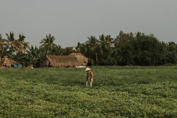 Phu Yen, Vietnam, 09-03-2018, Farmers on the way to work throug paddy fields in rural countryside Vietnam. Rice production in Vietnam in the Mekong and Red River deltas is important to the food supply