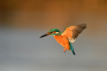 Kingfisher bird flying over the river