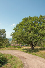 Fototapeta na wymiar Summertime trees in the Malvern hills of England.