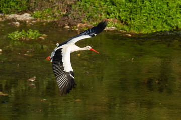 Ciconia ciconia, White storck, black and white wading bird flying over the river