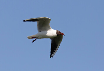 The black-headed gull (Chroicocephalus ridibundus) is a small gull.