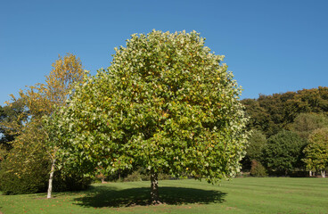 Summer Foliage of a Deciduous Tulip Tree (Liriodendron tulipifera) Growing in a Garden with a...