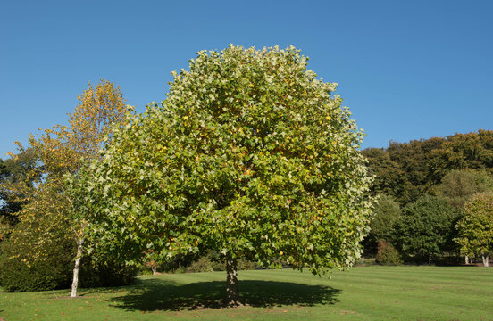 Summer Foliage of a Deciduous Tulip Tree (Liriodendron tulipifera) Growing in a Garden with a Bright Blue Sky Background in Rural Devon, England, UK