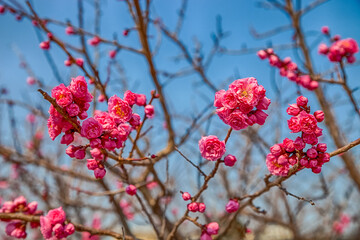 pink plum blossom in spring time.