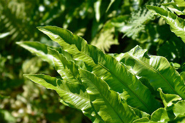 Harts-tongue fern © nahhan