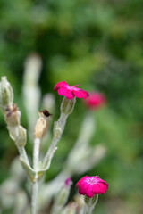 Rose campion