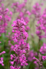 Fototapeta premium Sticky catchfly