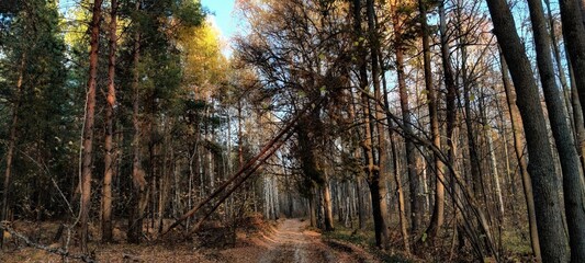 The road in the pine forest