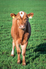 portrait of a calf on the green grass