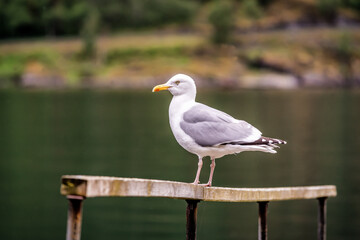 portrait of seagull
