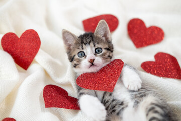 Valentines Day cat. Small striped kitten playing with red hearts on light white blanket on bed, looking at camera. Adorable domestic kitty pets concept