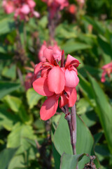 Canna lily Tropical Rose