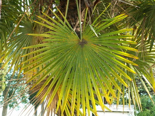 Lush vegetation