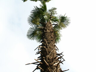 Naklejka premium Tropical trees