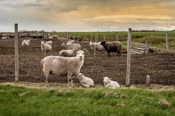 Fototapeta premium sheep on the Icelandic farm
