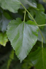 White mulberry